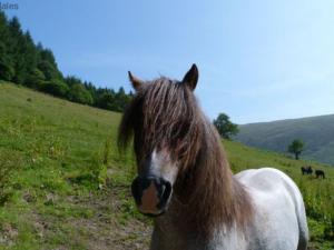 Holiday Home Llety y Coed