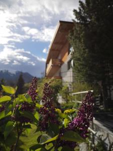 SObadoba - Penthouse Falkeis