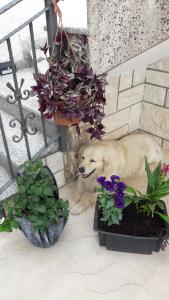 Apartments Mihael and Melani