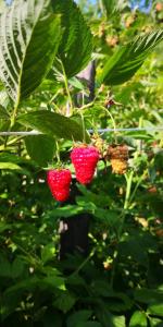 Koliba Pčelica 1-SPA