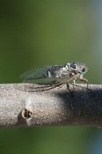 B&B / Chambres d'hotes B&B L'Oustalet de Sylvie : photos des chambres