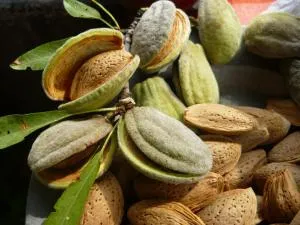 Mandula ház - Veszprém