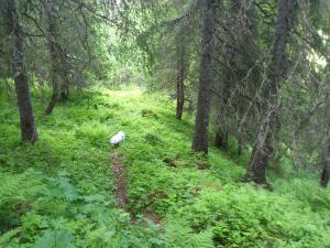 Leilighet i Åmotsdal