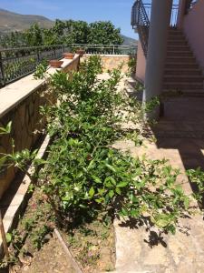 Guesthouse Villa Rosa Berat