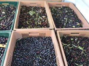 B&B / Chambres d'hotes MAS DE LA FADETO : photos des chambres