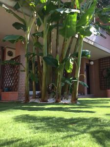 Fiumicino A57 Banano