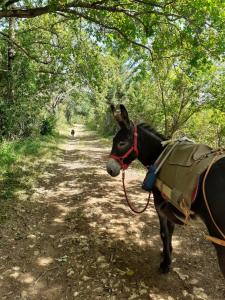 Tentes de luxe Un Chemin en Quercy : Chambre Quadruple avec Terrasse 