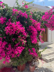 Naxian fleur luxury apartment Naxos Greece