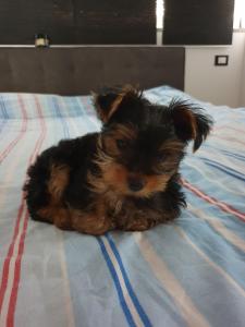 Rooms & Apartments Giulia