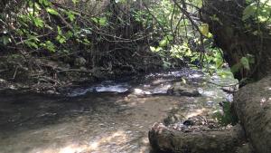 El Bosque, tu entrada a la Sierra Gaditana.