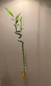 Eva suite Vip excellent studio 1