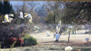 Jamieson Valley Retreat
