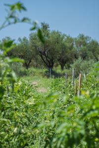 Mystic Garden Apartments
