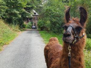 Appartements La Ferme des Andes - Gite l'Atelier : photos des chambres