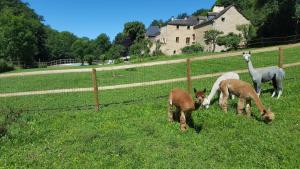 Appartements La Ferme des Andes - Gite l'Atelier : photos des chambres