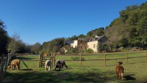 Appartements La Ferme des Andes - Gite l'Atelier : photos des chambres