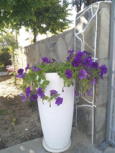 Sofia Apartments 2