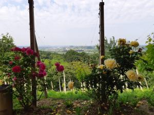 Ferienhaus House of The Red Poppy Mirkovec Kroatien