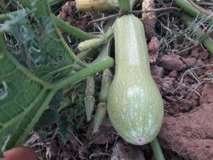 Auberge jnane dar diafa se trouve au centre de tamegrouteface de la bibiotheque