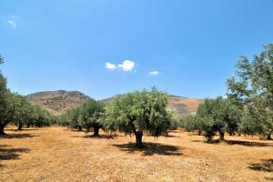 Villa in the Olive Trees Parnassos Greece