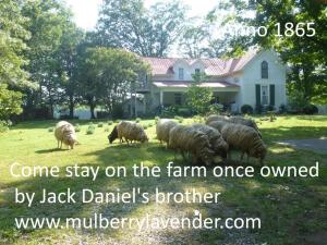 Mulberry Lavender Farm and B&B