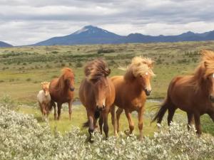 Kaldbakur Guesthouse