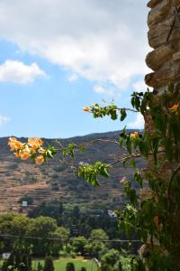 Rastoni Apartments Andros Greece