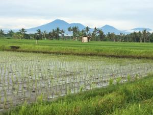 Bali Harmony Retreat