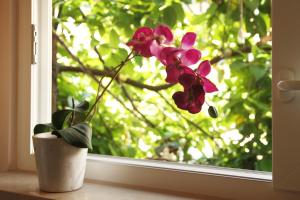 Old Town Garden Apartments