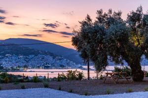 Olive Grove Apartment Skopelos Greece