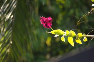 Baan Heaven Patong Beach Pool Villa Sleeps up to 15
