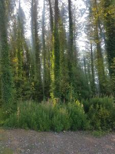 Teach na Coille B&B