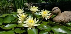 Trickling Waters Retreat - برايري دو شين