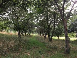 O SOUTO DE TELLA, COSTA DA MORTE