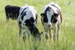 la cartiera dei benandanti