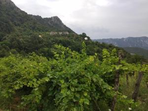 Take a Lake - Zabes, Virpazar