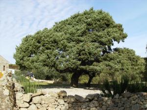 Il Vecchio Ginepro img42