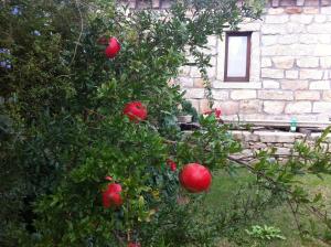 Il Vecchio Ginepro img39