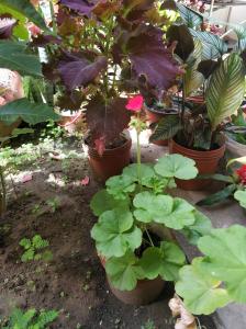 ALOJAMIENTO FAMILIAR ORQUIDE@S