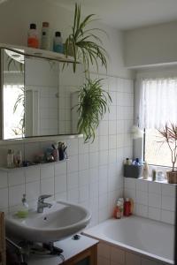 Bed & Breakfast Bonn 24 Mai bis14 Juni mit Hund in der Wohnung