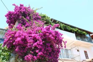 Rose Pension