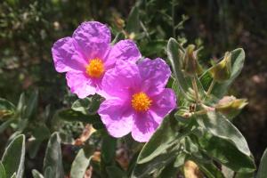 Villa La Conchiglia Rooms img20