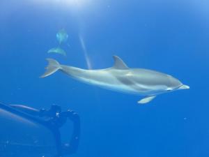 Villa La Conchiglia Rooms img11