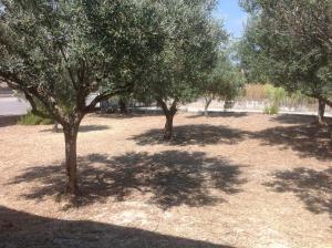 Il podere