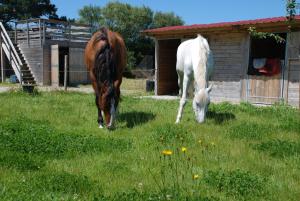 Maisons de vacances Roulotte Gites O bien-etre massage Spa Sejour bien-etre en hebergement insolite roulotte Karantez ou en gites Melon ou Yock a 800 m des plages Maison d'hote Drogou : photos des chambres