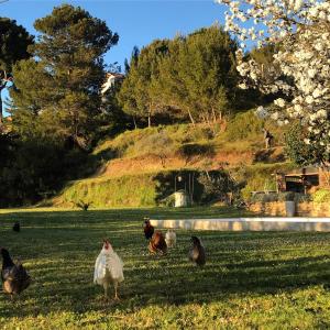 Maisons d'hotes Maisonnette et piscine : photos des chambres