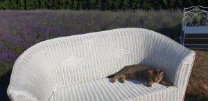 Noclegi Biała Róża