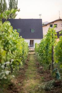 Appartements Aux pieds des vignes : photos des chambres