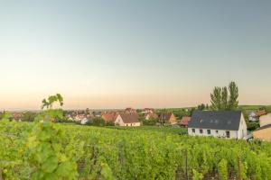 Appartements Aux pieds des vignes : photos des chambres