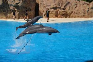 Las Terassas- Playa de las americas - Ténérife- Espagne